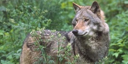Gener fra øst frisker opp ulvebestanden